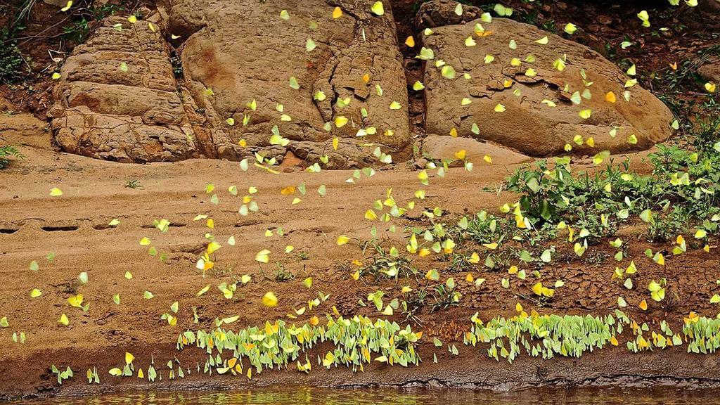 Posada Del Chaman Iguazu ปูแอร์โตอีกวาซู ภายนอก รูปภาพ