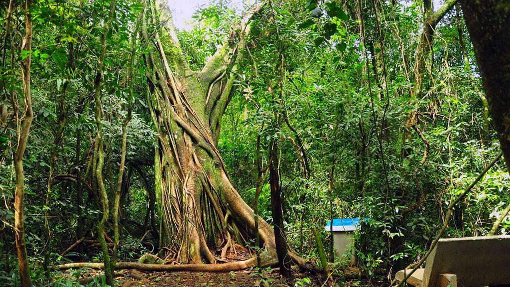 Posada Del Chaman Iguazu ปูแอร์โตอีกวาซู ภายนอก รูปภาพ