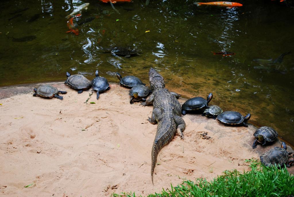 Posada Del Chaman Iguazu ปูแอร์โตอีกวาซู ภายนอก รูปภาพ