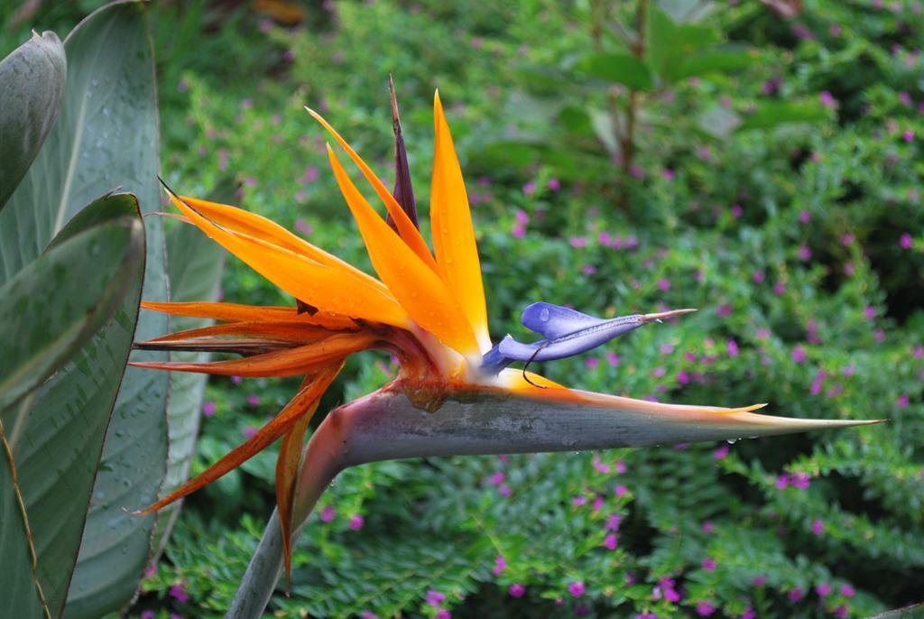 Posada Del Chaman Iguazu ปูแอร์โตอีกวาซู ภายนอก รูปภาพ