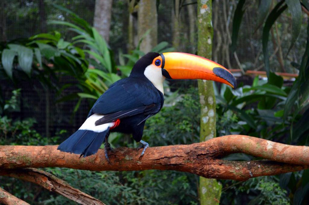 Posada Del Chaman Iguazu ปูแอร์โตอีกวาซู ภายนอก รูปภาพ